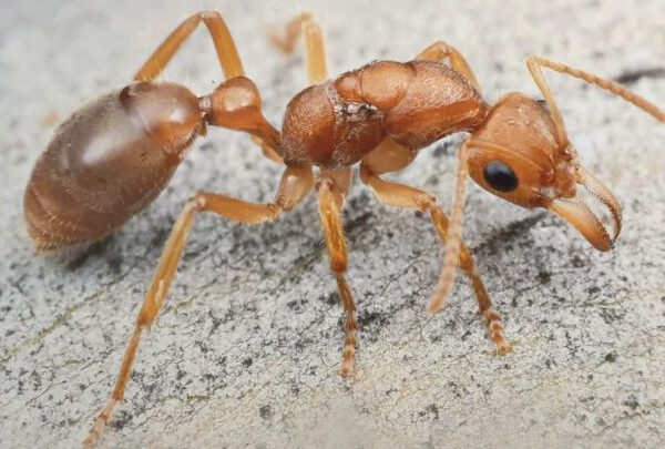 ชีววิทยาของมด (Ant) 